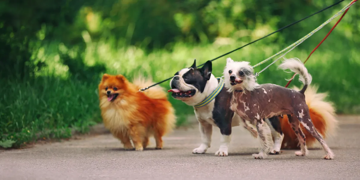 dog walking business